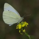 Borboleta (Butterfly)